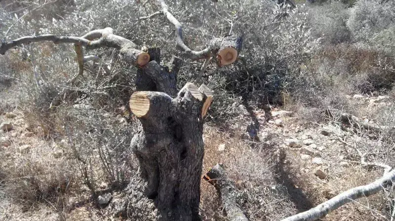 עצים כרותים בבורין ובכפר יאסוף כחלק מפעולת תג מחיר. אוקטובר 2014