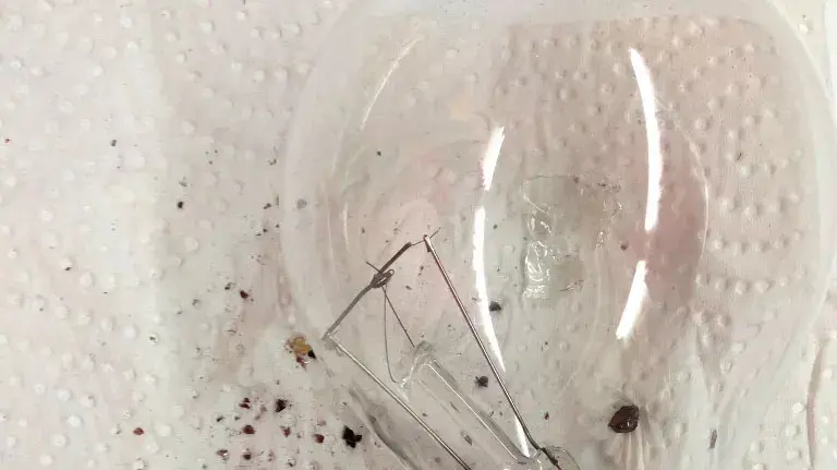 קישוטי סוכות של קישקושיאדא קישוטי סוכות של קישקושיאדא