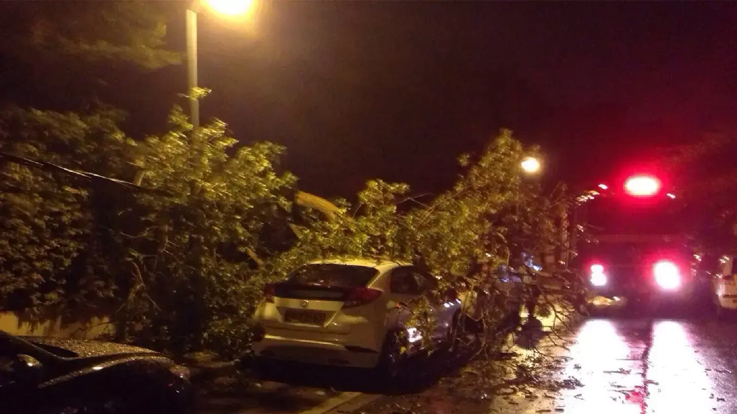 עץ דקל נפל על כבל חשמל ברחוב האשל, הרצליה אוקטובר 2014 עץ דקל נפל על כבל חשמל ברחוב האשל, הרצליה אוקטובר 2014