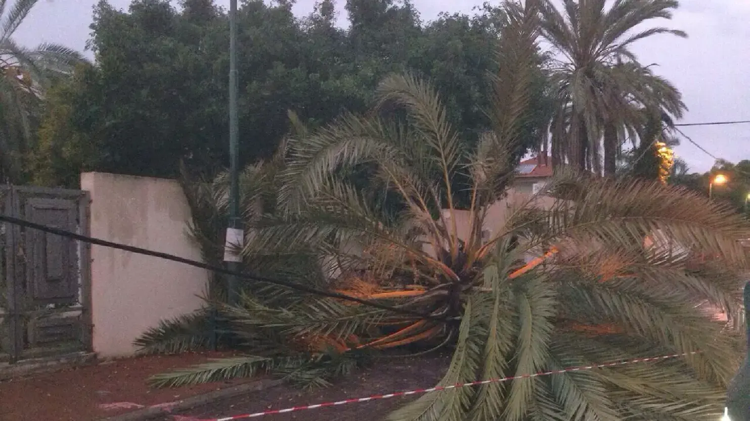 עץ דקל נפל על כבל חשמל ברחוב האשל, הרצליה אוקטובר 2014 עץ דקל נפל על כבל חשמל ברחוב האשל, הרצליה אוקטובר 2014