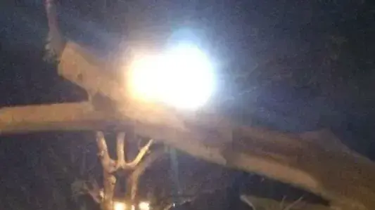 עץ שקרס על רכב ברחוב הגיסות בפתח תקווה 19.10.2014 עץ שקרס על רכב ברחוב הגיסות בפתח תקווה 19.10.2014