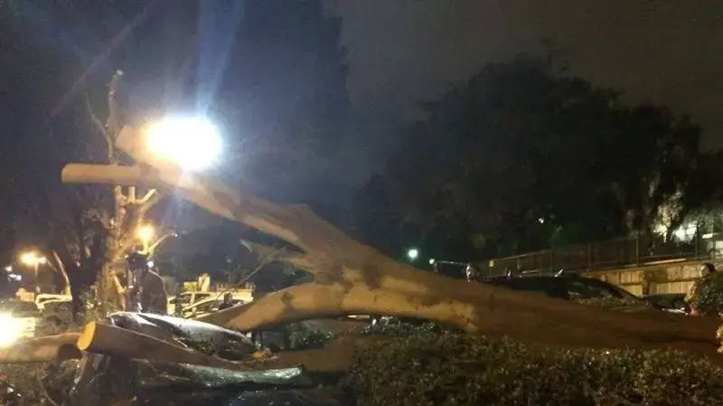 עץ שקרס על רכב ברחוב הגיסות בפתח תקווה 19.10.2014 עץ שקרס על רכב ברחוב הגיסות בפתח תקווה 19.10.2014