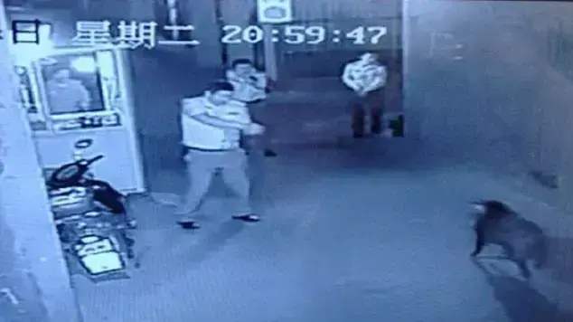 שוטרים ירו בשוגג באישה בזמן מרדף אחרי חזיר בר