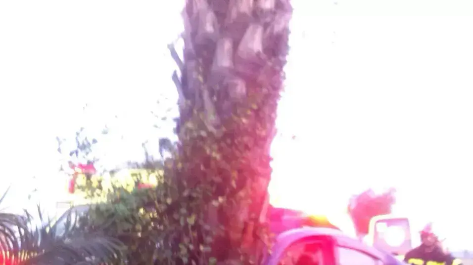 הרוג ופצוע קשה בהתנגשות בעץ בעיר אשקלון הרוג ופצוע קשה בהתנגשות בעץ בעיר אשקלון