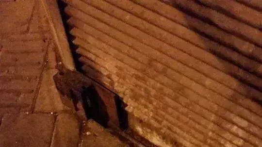 טבעונים השאירו תרנגולת מתה בכניסה לחנות "בוטיק נקניק" טבעונים השאירו תרנגולת מתה בכניסה לחנות "בוטיק נקניק"