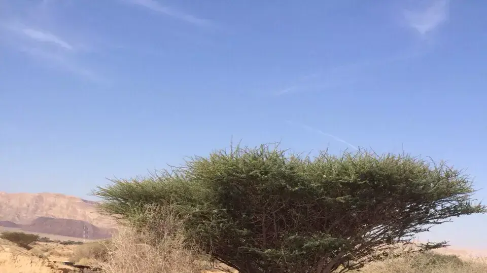 דליפת הנפט ליד באר אורה, באזור כביש הערבה