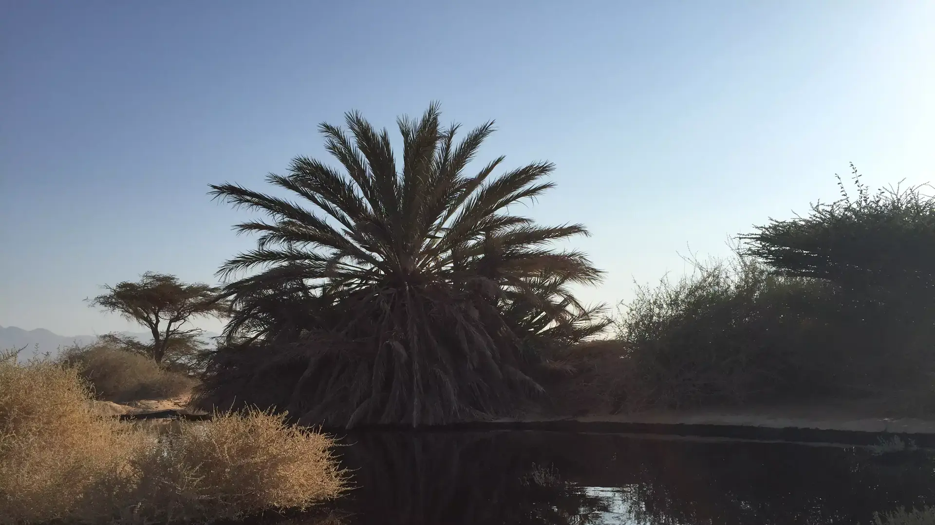שמורת הטבע עברונה שניזוקה מדליפת הנפט הגדולה בערבה, דצמבר 2014