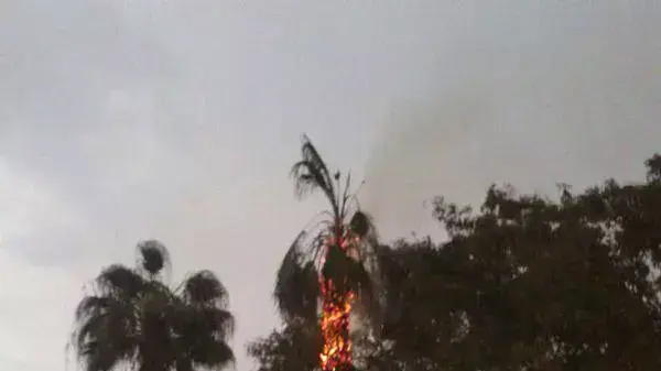פגיעת ברק בעץ במושב גיאה שגרמה לשריפה פגיעת ברק בעץ במושב גיאה שגרמה לשריפה