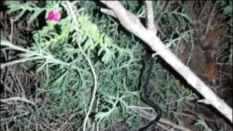 תיעוד מעצרו של אדי מכלוף, מהנדס מטעני החבלה מהדרום, דצמבר 2014 תיעוד מעצרו של אדי מכלוף, מהנדס מטעני החבלה מהדרום, דצמבר 2014