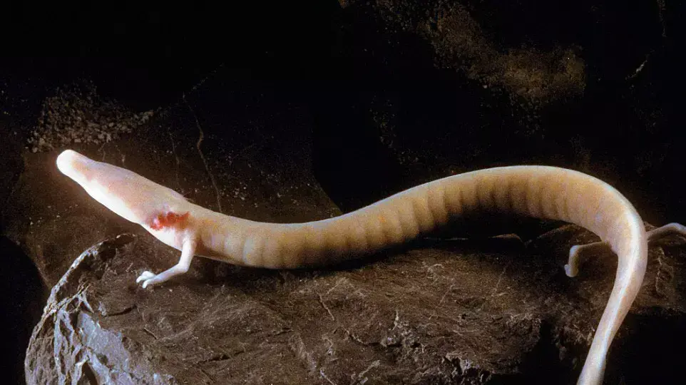ספר חדש מציג את החיות המכוערות בעולם ספר חדש מציג את החיות המכוערות בעולם