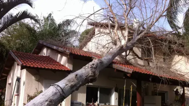 עץ נפל בקיבוץ מגל, נזק לגג ולדוד שמש. ינואר 2015 עץ נפל בקיבוץ מגל, נזק לגג ולדוד שמש. ינואר 2015