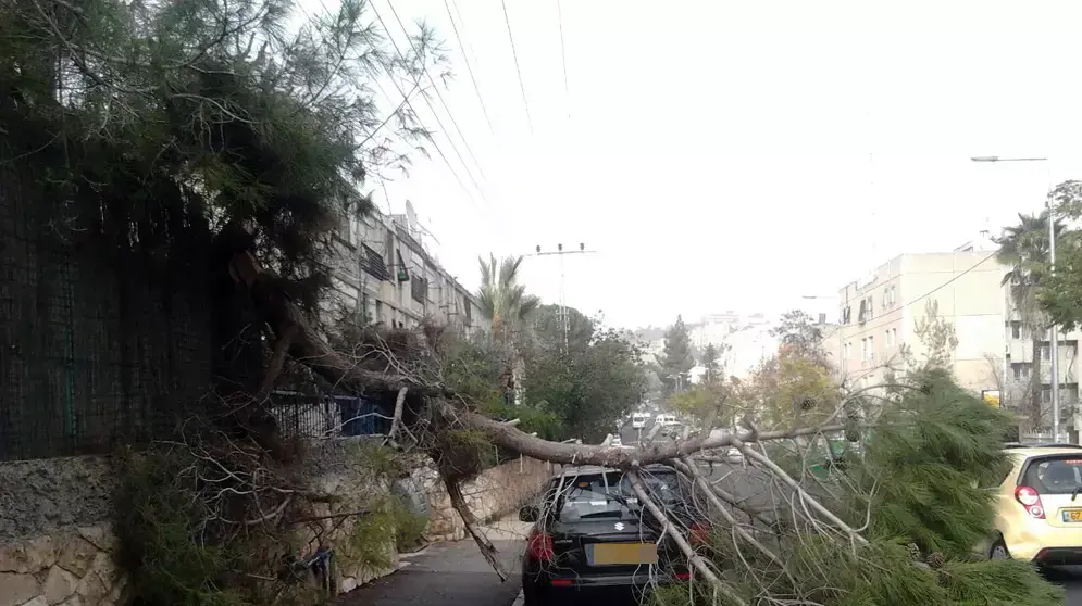 רחוב שטרן בירושלים, נפילת עץ בעקבות הסופה. ינואר 2015 רחוב שטרן בירושלים, נפילת עץ בעקבות הסופה. ינואר 2015