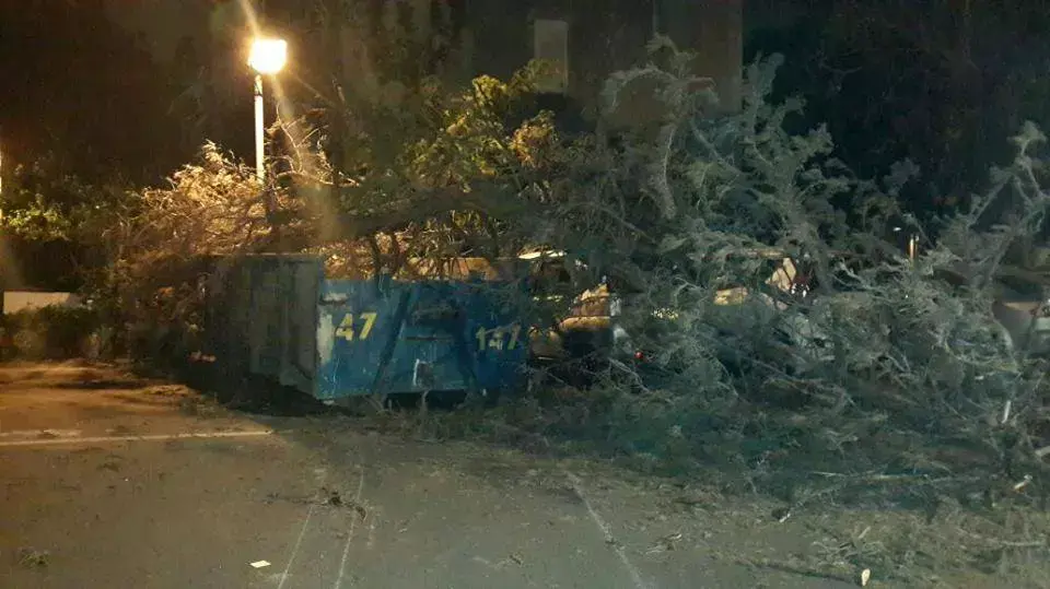 עץ שקרס ברחוב השומר בחולון עץ שקרס ברחוב השומר בחולון