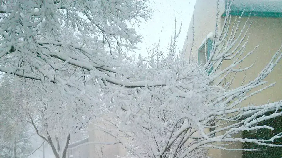 שלג במרום גולן, ינואר 2015 שלג במרום גולן, ינואר 2015