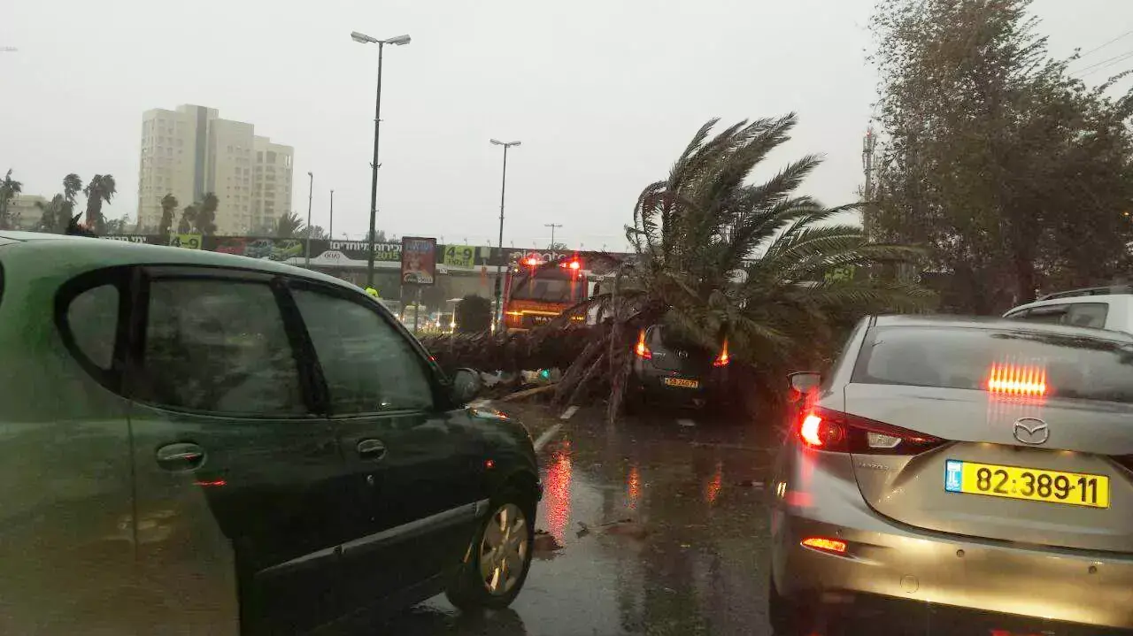 עץ קרס בדרך נמיר תל אביב- עומס תנועה נרשם במקום, ינואר 2015 עץ קרס בדרך נמיר תל אביב- עומס תנועה נרשם במקום, ינואר 2015