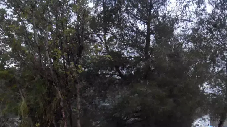 תאונת דרכים קטלנית ליד צור הדסה, ינואר 2015
