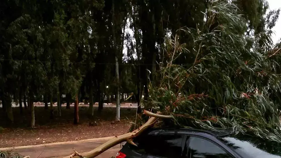 קריסת עץ על מכונית בגן יאשיה, עמק חפר קריסת עץ על מכונית בגן יאשיה, עמק חפר