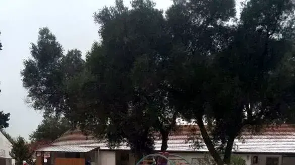 קיבוץ רמת השופט התעטף שלג קיבוץ רמת השופט התעטף שלג