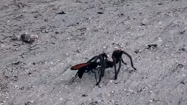 קרב בין עכביש לצרעה