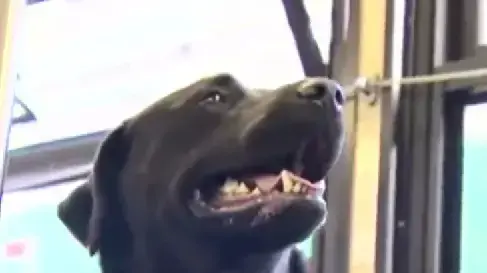 הכלבה אקליפס נוסעת לבד באוטובוס הכלבה אקליפס נוסעת לבד באוטובוס
