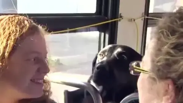 הכלבה אקליפס נוסעת לבד באוטובוס הכלבה אקליפס נוסעת לבד באוטובוס