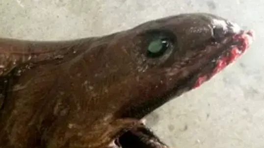 חסחוסן צלופחי נמצא באוסטרליה חסחוסן צלופחי נמצא באוסטרליה