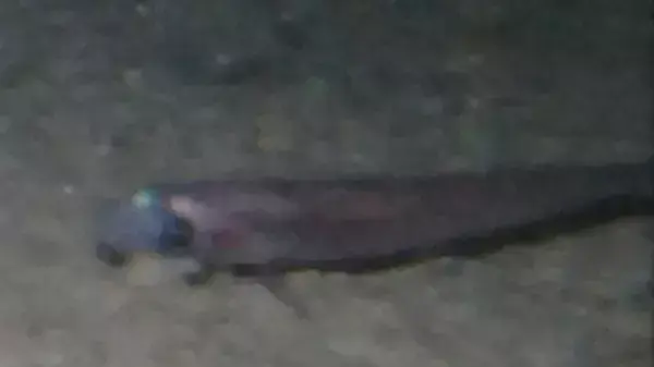 דגים שנמצאו חיים מתחת לקרח באנטרקטיקה דגים שנמצאו חיים מתחת לקרח באנטרקטיקה