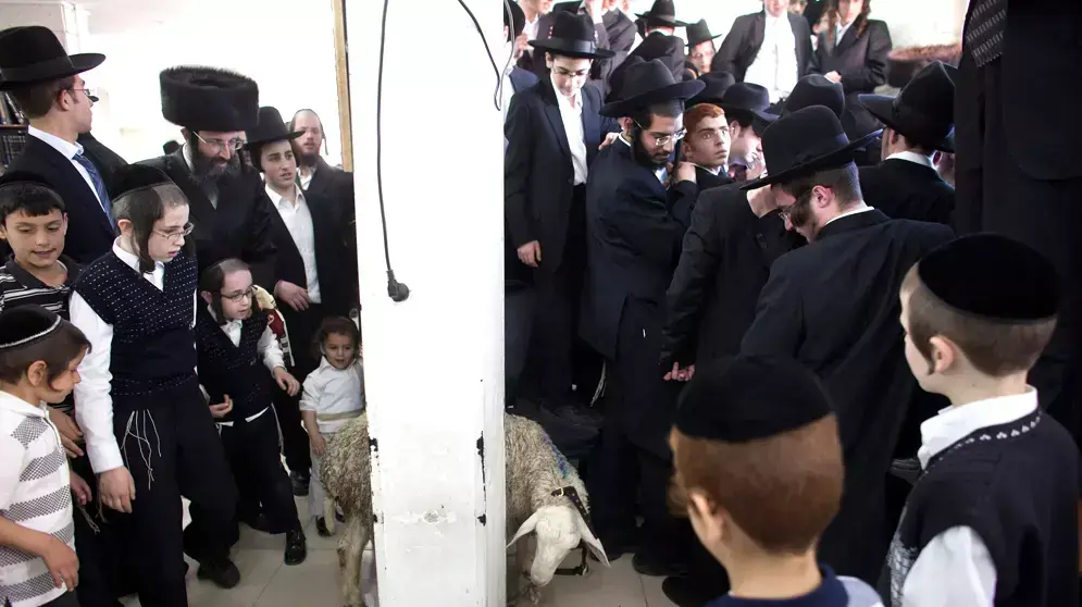 חרדים בטקס פטר חמור בירושלים, 2013 חרדים בטקס פטר חמור בירושלים, 2013