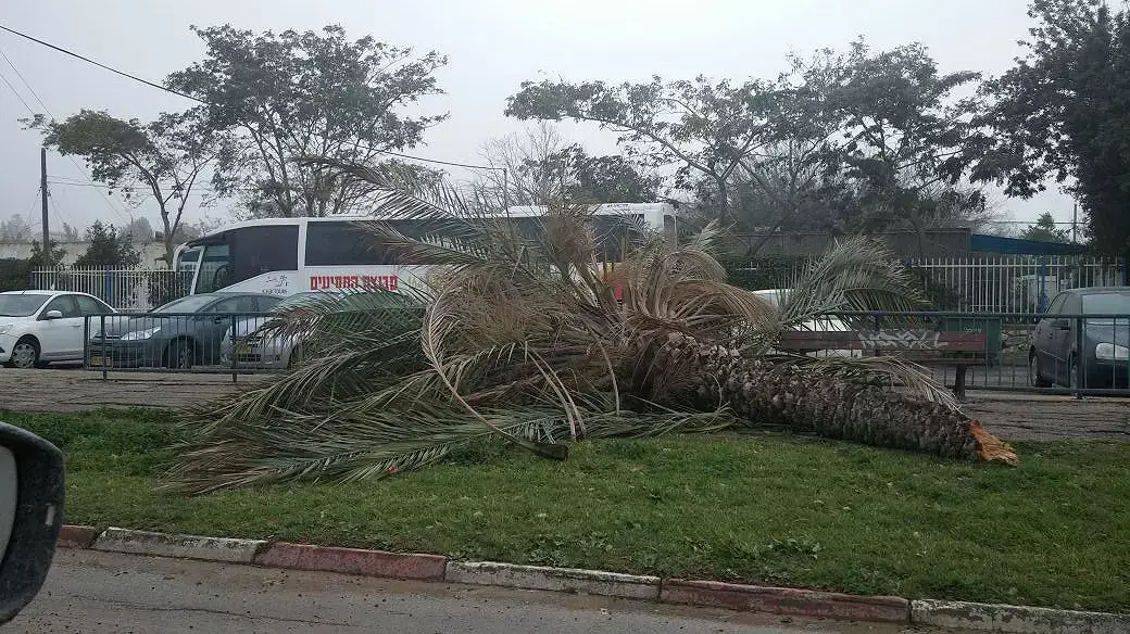 נזקי מזג האוויר: עץ דקל קרס בקריית אתא, פברואר 2015 נזקי מזג האוויר: עץ דקל קרס בקריית אתא, פברואר 2015