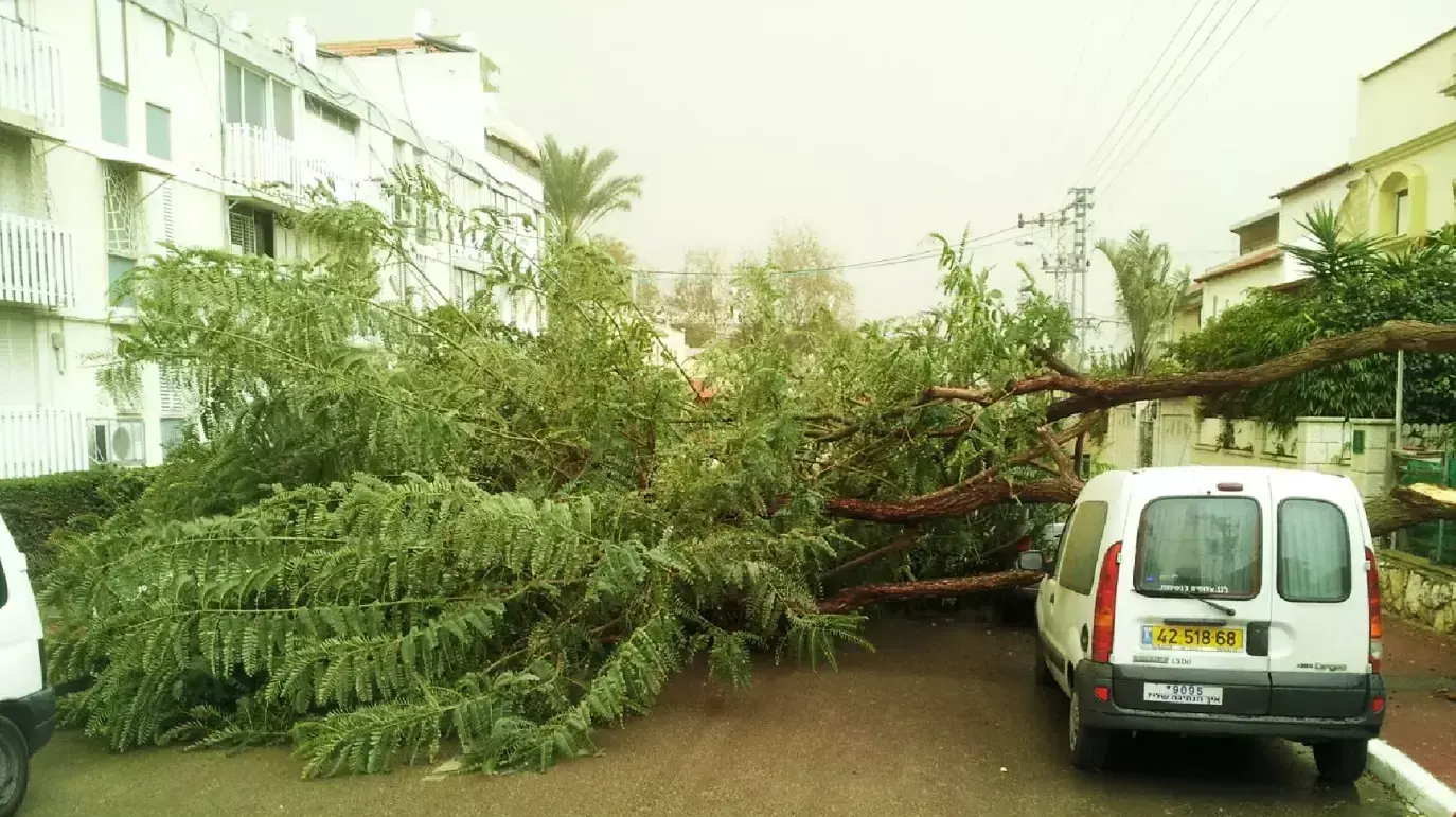 קריסת עץ בפתח תקווה. פברואר 2015 קריסת עץ בפתח תקווה. פברואר 2015