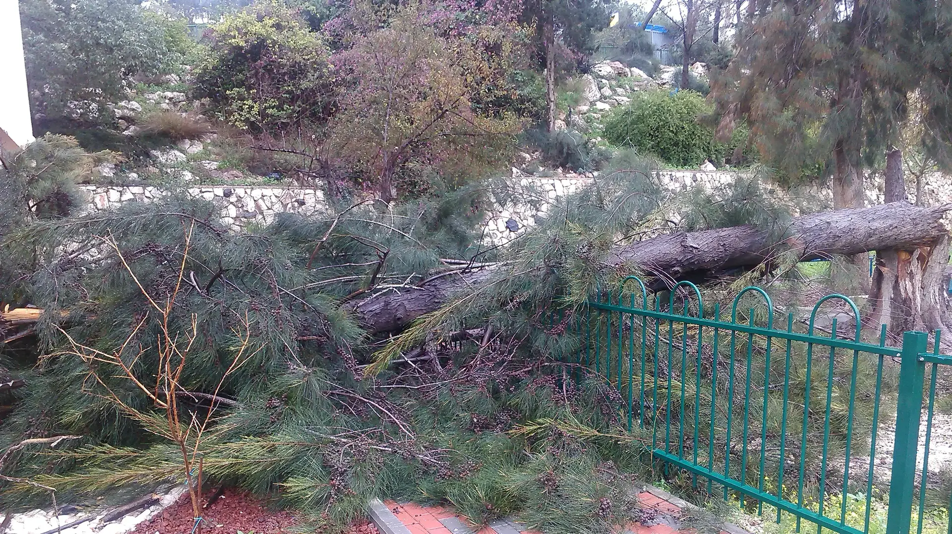 קריסת עץ בגבעת המורה. פברואר 2015 קריסת עץ בגבעת המורה. פברואר 2015