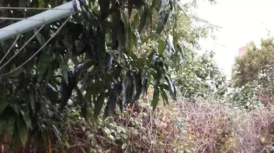ברד בנתניה. פברואר 2015 ברד בנתניה. פברואר 2015