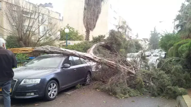 קריסת עץ ברמת גן. פברואר 2015 קריסת עץ ברמת גן. פברואר 2015