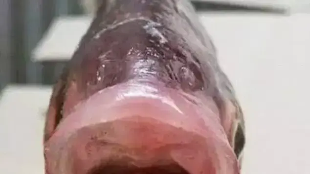 דג נדיר עם שני פיות דג נדיר עם שני פיות