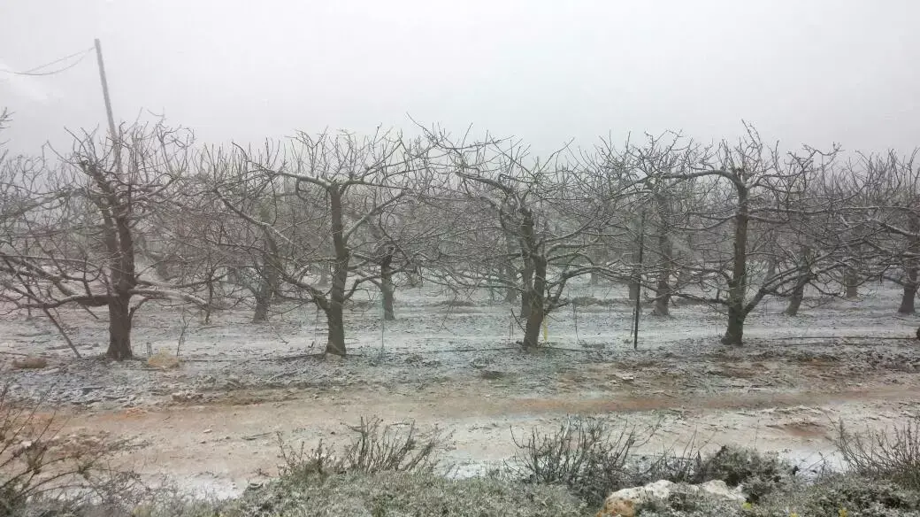 שלג בגוש עציון, פברואר 2015 שלג בגוש עציון, פברואר 2015