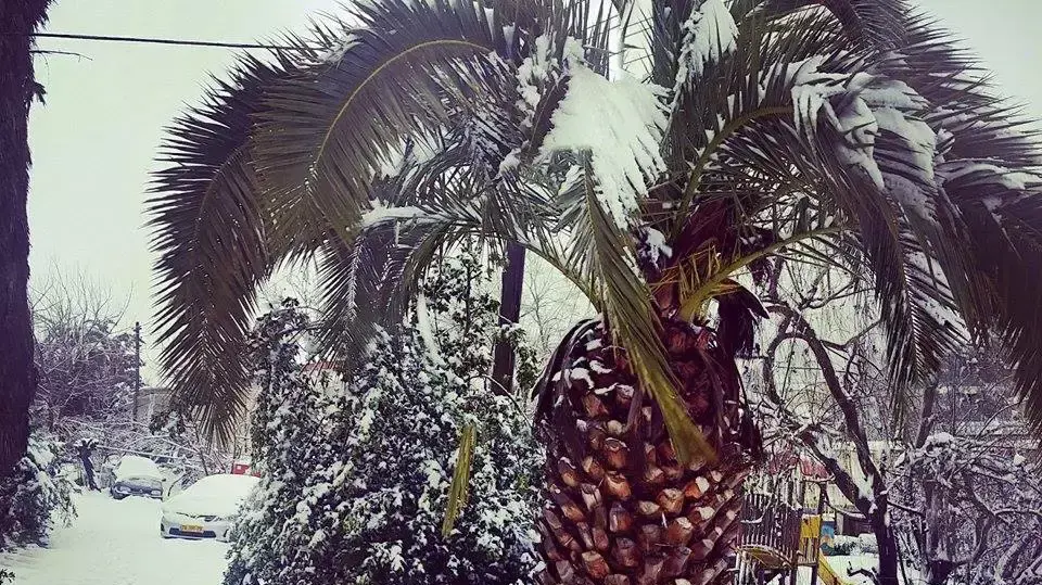 שלג בקריית ענבים שלג בקריית ענבים
