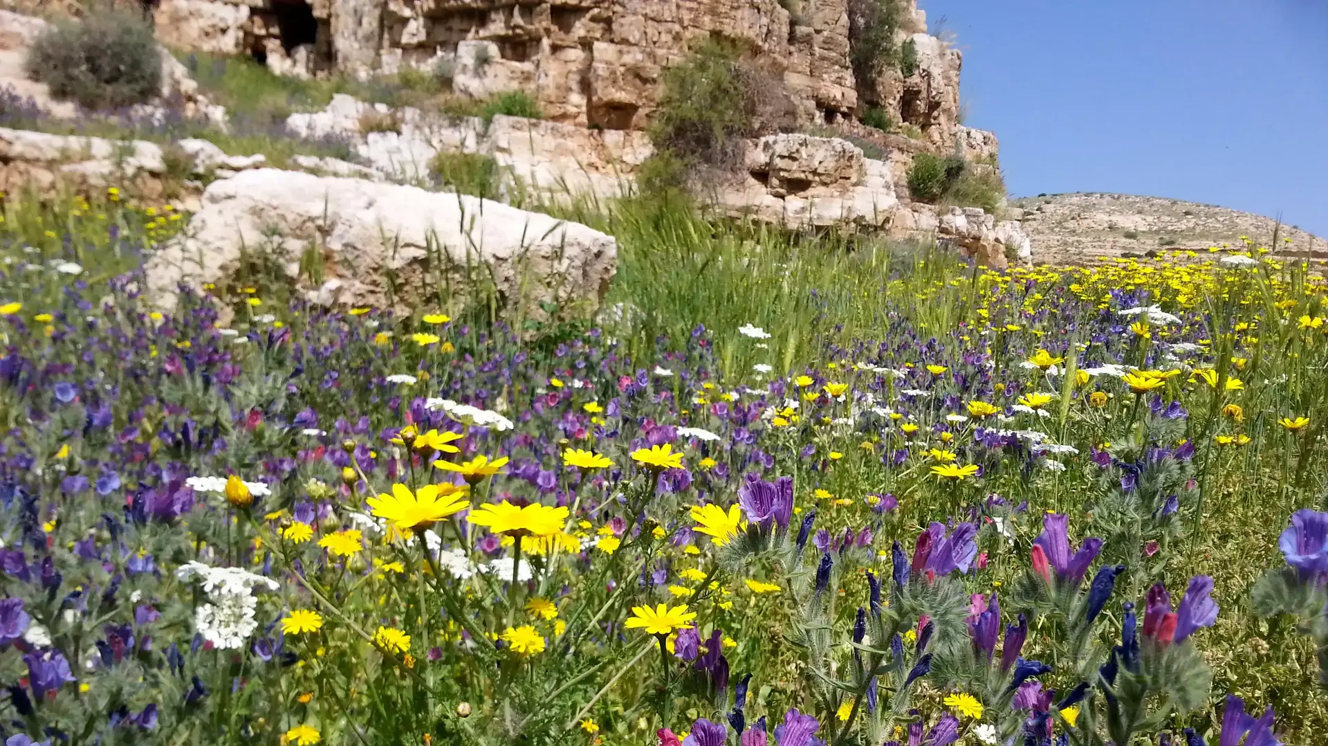 פריחה עכנאי יהודה ואדי קלט פריחה עכנאי יהודה ואדי קלט