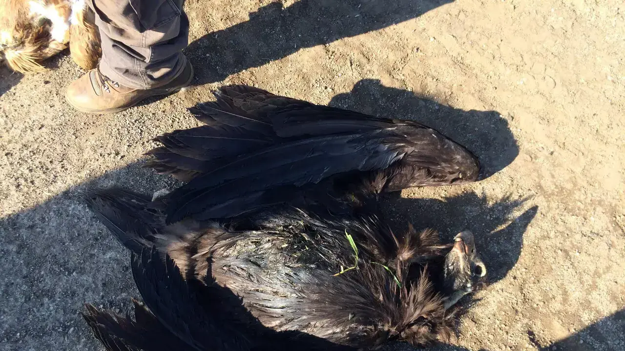 פגרי עופות דורסים בסכנת הכחדה שהורעלו נמצאו ברמת הגולן מרץ 2015 פגרי עופות דורסים בסכנת הכחדה שהורעלו נמצאו ברמת הגולן מרץ 2015