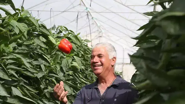 בהה בהה