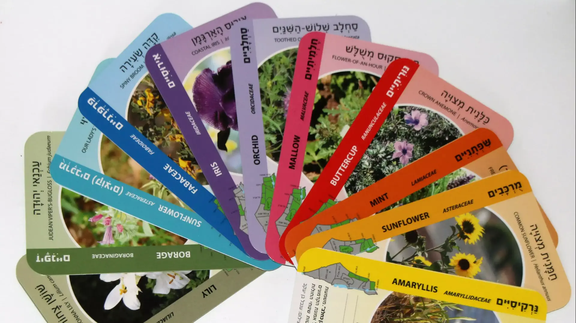 משחק רביעיות פרחי ארצנו חיות ארצנו של ענבל בן יעקב