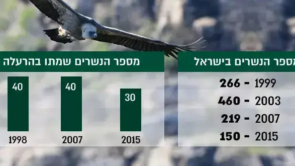 אוכלוסיית הנשרים בישראל אוכלוסיית הנשרים בישראל