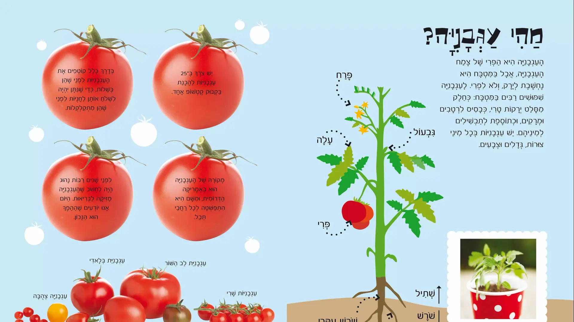 ספר בישול לילדים ספר בישול לילדים