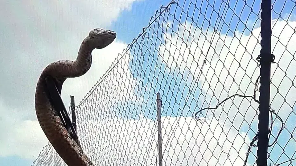 לוכד הנחשים גדעון דבול ונחש הצפע שנמצא ביישוב שערי תקווה, אפריל 2015