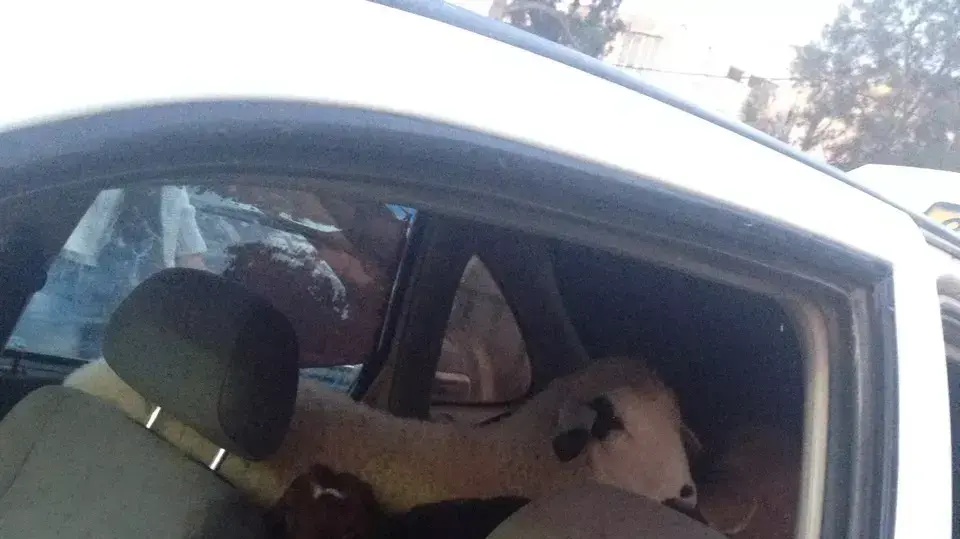 הכבשים ועיזים שנמצאו ברכב, אפריל 2015 