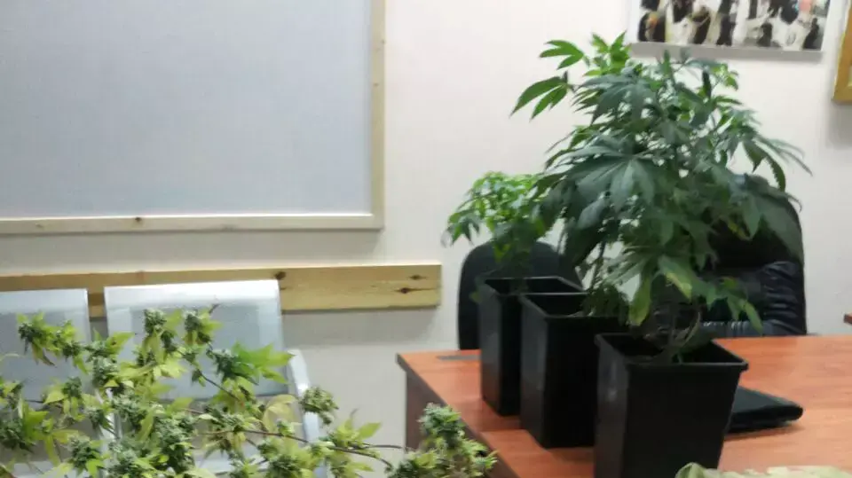 שתילי מריחואנה התגלו בקופת חולים בחולון, 18 אפריל 2015 שתילי מריחואנה התגלו בקופת חולים בחולון, 18 אפריל 2015