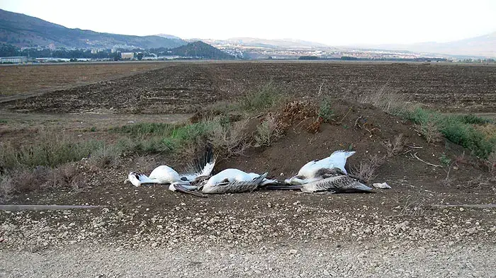 שקנאים מתים כתוצאה מהתנגשות בקו מתח בעמק החולה שקנאים מתים כתוצאה מהתנגשות בקו מתח בעמק החולה