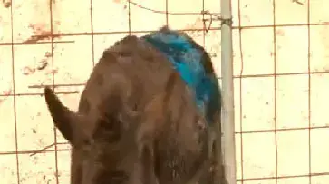 אתון שעברה התעללות ביישוב הבדואי לקייה, אפריל 2015 אתון שעברה התעללות ביישוב הבדואי לקייה, אפריל 2015