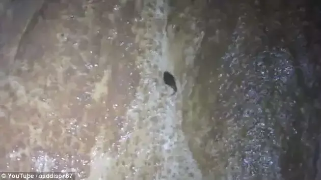 דג שפמנון מטפס על קיר