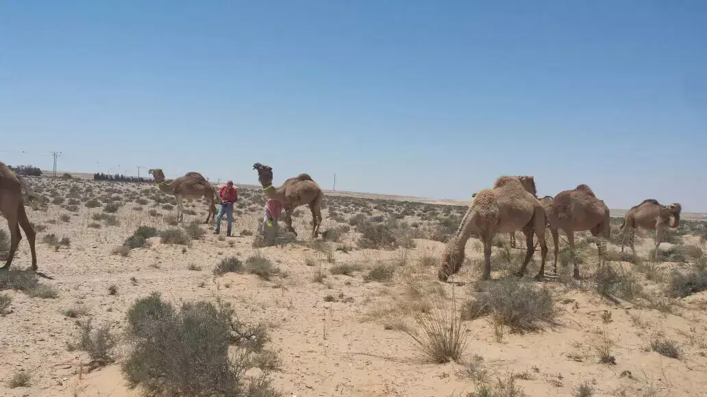 סימון גמלים בדרום, אפריל 2015