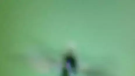האם פיה תועדה ביער בבריטניה?